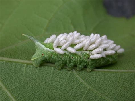 Tomato Hornworm Moth Life Cycle