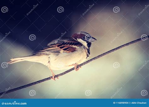 Sparrow stock photo. Image of indian, sparrow, nature - 116898904