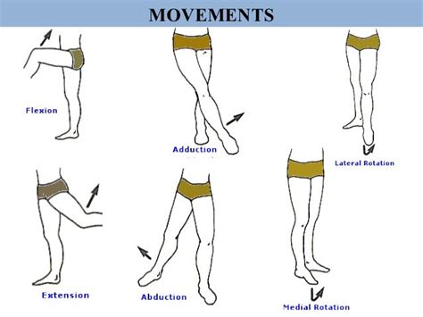 Surgical approaches to hip joint