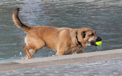 Dog in water stock image. Image of ball, canine, puppy - 43621809