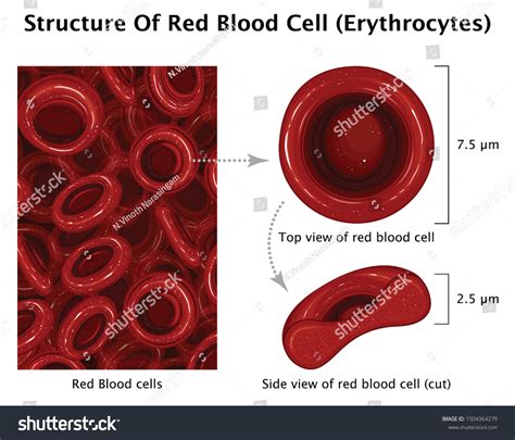 2,368 Red Blood Cell Diagram Images, Stock Photos & Vectors | Shutterstock