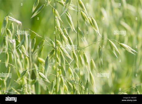 Oat harvest hi-res stock photography and images - Alamy