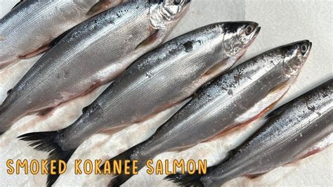 Best Smoked Kokanee Salmon Recipe - YouTube