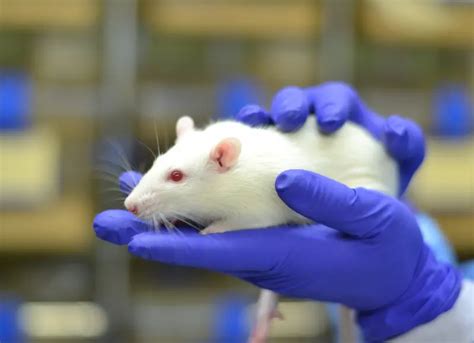 World Day for Laboratory Animals • National Day Ideas