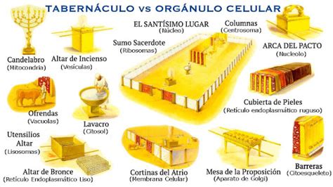 el tabernaculo y sus partes - Búsqueda de Google | Tabernacle of moses, Tabernacle, The covenant