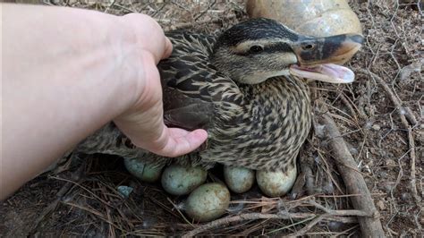 Duck Eggs Hatching | Duck Harvesting Eggs to Chicks - YouTube