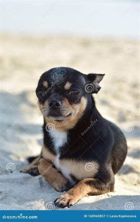 Chihuahua Dog Breed. Portrait of a Cute Purebred Puppy Chihuahua in the ...