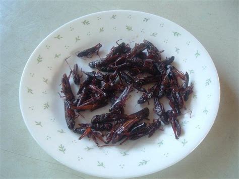 a japanese life: Grasshoppers for eating!!!!!!!!