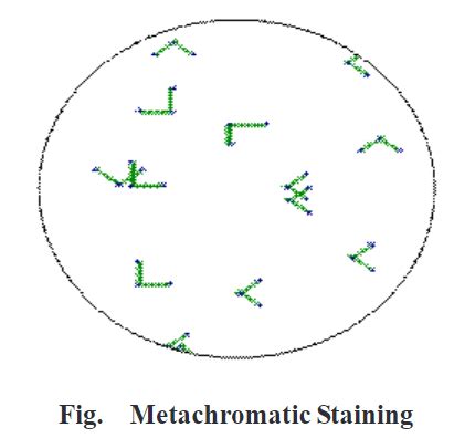 Metachromatic granule staining - Biology Ease