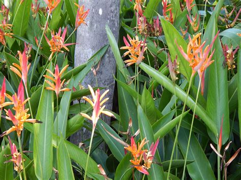 Dwarf Heliconia species in a tropical garden | Tropical garden, Plants ...