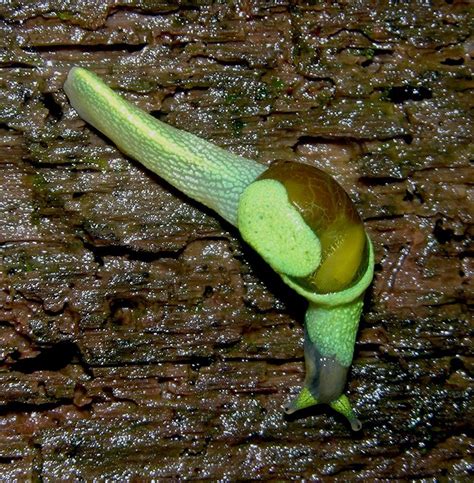 Babosa ninja (Ibycus rachelae), Borneo, cola 3 veces más larga que su ...