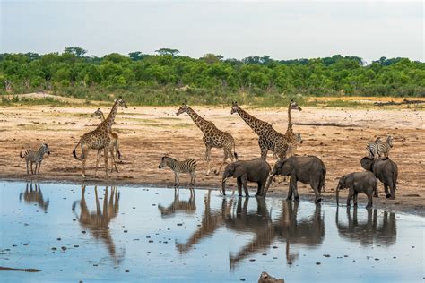 8 Best Zimbabwe Safari Destinations for Wildlife, Culture, History ...