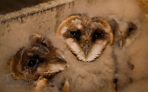 Wildlife the Netherlands – Siemerink Photography