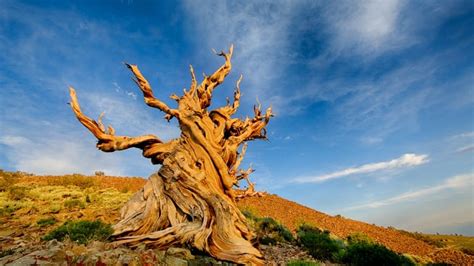 How a powerful message from the world's oldest tree saved a man from a ...