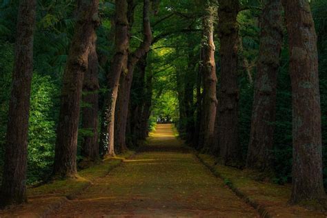 Premium Photo | Dark forest road path through a dark forest