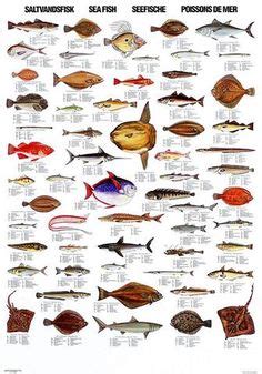 24 ideas de PEIX | pesca, fotos de peces, clases de pescados