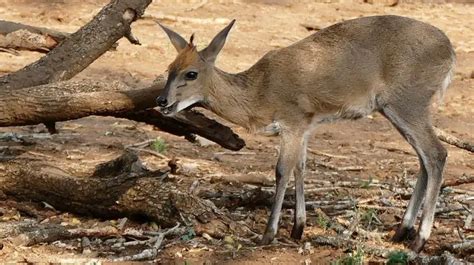 Common Duiker | The Animal Facts | Appearance, Diet, Habitat, Behavior