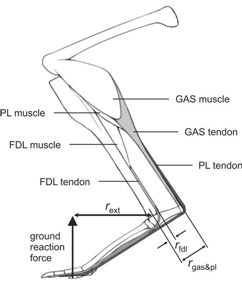 Kangaroo Muscle Structure