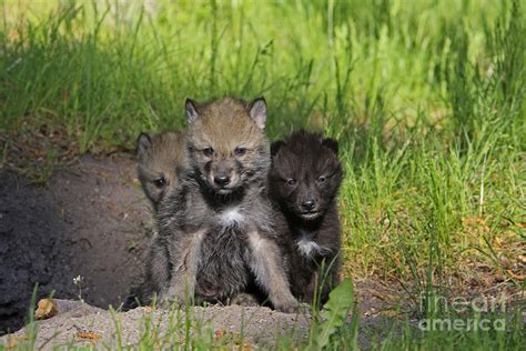 Timber Wolf Pups, Canis Lupus Photograph by M. Watson