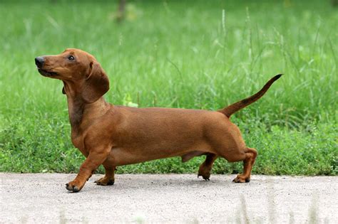 Dachshund Dog Breed » Information, Pictures, & More