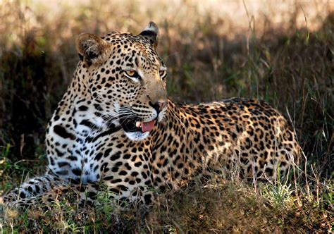 Sharon Bishop Photoblog: Male leopard - Phinda, Kwazulu Natal, South Africa