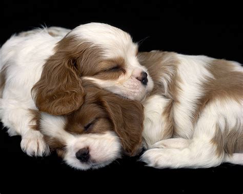 Cavalier King Charles Spaniel puppies - Jim Zuckerman photography & photo tours