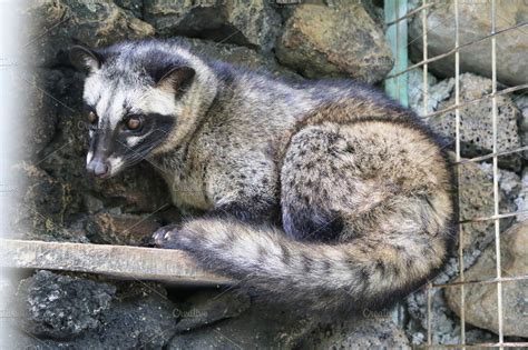 Civet Cat | High-Quality Stock Photos ~ Creative Market