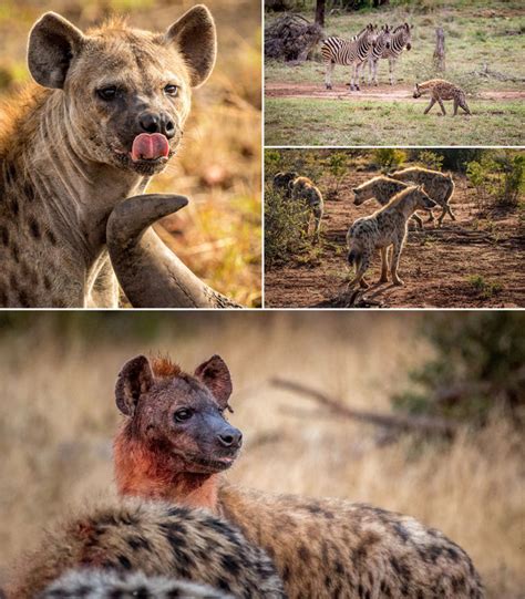 Hyena Birth – Moment of Magic - Africa Geographic