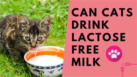 Discover: Can Cats Drink Lactose Free Milk? Find Out Now!