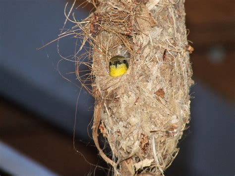 sunbird on nest | Sunbird's house,woven from bark,fibrous st… | Flickr