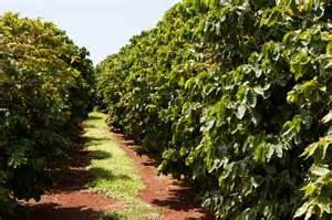 File:Coffee plantation, Kauaʻi 59.jpg - Wikimedia Commons