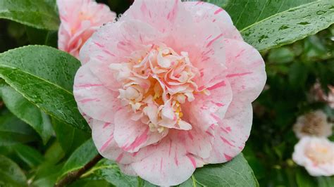 Camellia Japonica in Bloom - Mission Street Parks Conservancy