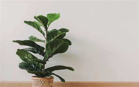 Fiddle Leaf Fig Care - Bonsai Primer