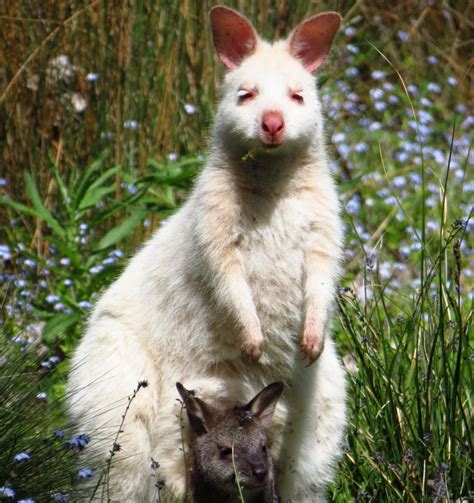 Carnivorous Mammals | Australian Wildlife Journeys