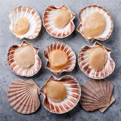 Raw Scallops In Shell