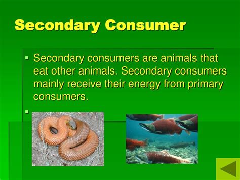 PPT - The Food Chain PowerPoint Presentation, free download - ID:706666