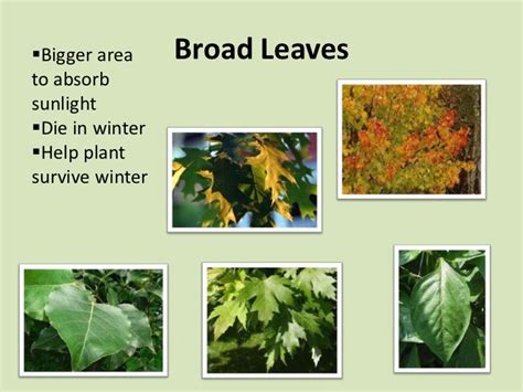 Leaf adaptations