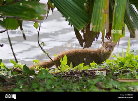 Mongoose hawaii hi-res stock photography and images - Alamy