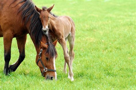 Foal Speed Ahead: Caring for the Newborn Horse – The Horse