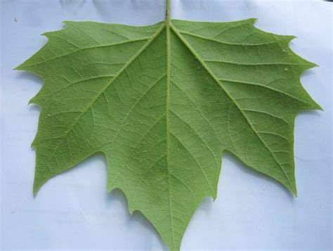 London Plane - Tree Guide UK - London Plane tree identification