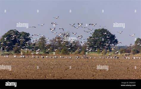 crane, bird migration, cranes, bird migrations Stock Photo - Alamy