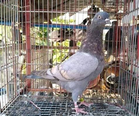 Tippler Pigeon: Origin, Appearance, Behavior, Care, And More