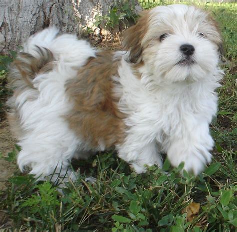 a small white and brown dog standing in the grass next to a tree with ...