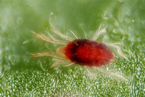 Tetranychus urticae | Female of the red form of the spider m… | Flickr ...