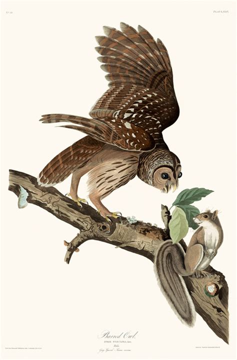 Barred Owl - Audubon Prints