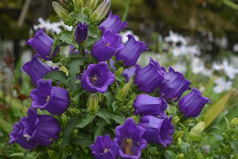 Campanula seed | BELL Garden Company,Wholesale Plant seeds,Alive roots ...