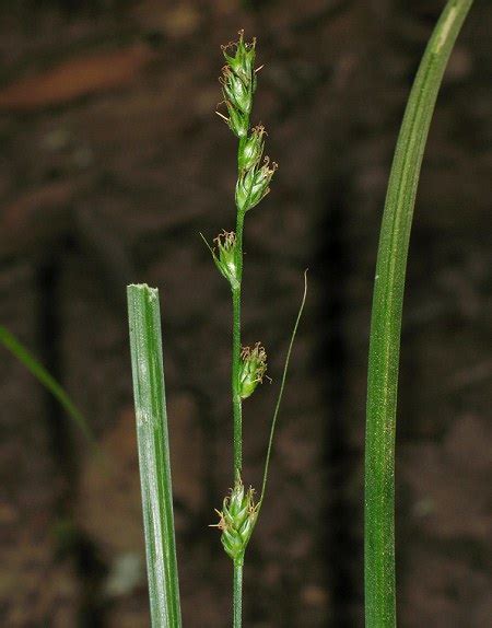 Carex divulsa (Grey Sedge) : MaltaWildPlants.com - the online Flora of the Maltese Islands.