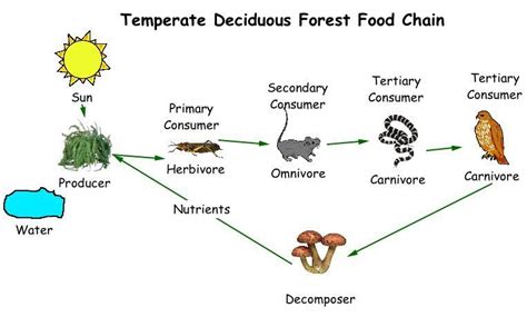 Forest Ecosystem Diagram With Decomposers