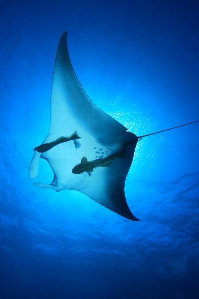 Reef Manta Ray - Animal Facts and Information