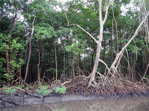 Caroni Swamp and Bird Sanctuary: Destination Trinidad and Tobago ...